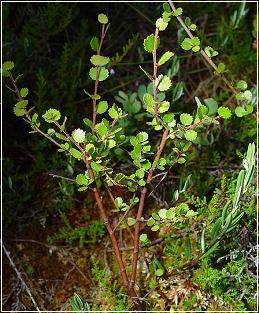 Betula nana (Dwarf Birch)
