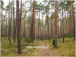 Toruń forests